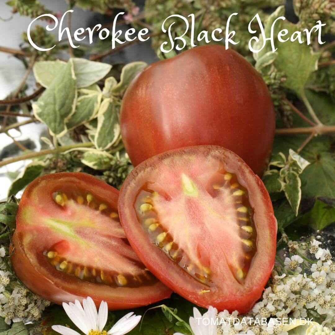 Cherokee Black Heart